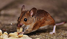 24 Hour & Emergency Exterminators in Iron City, CO